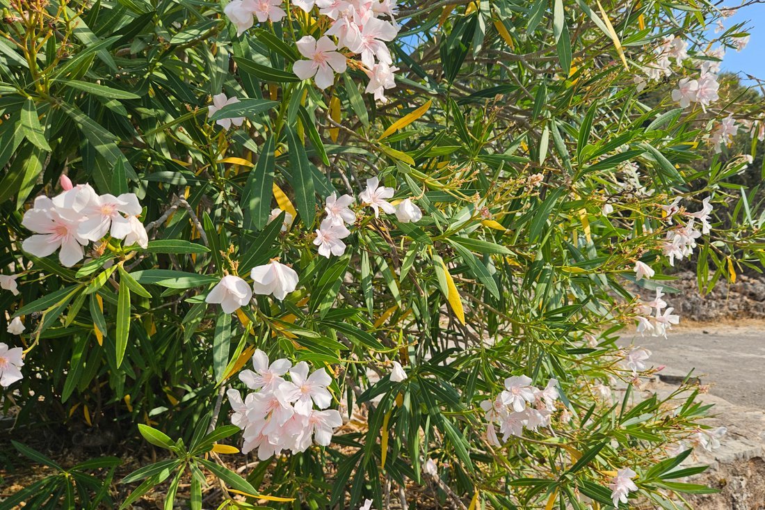 ali_pasja_24_ns (5).jpg