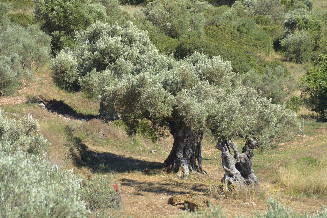 Knusse dorpjes Zakynthos