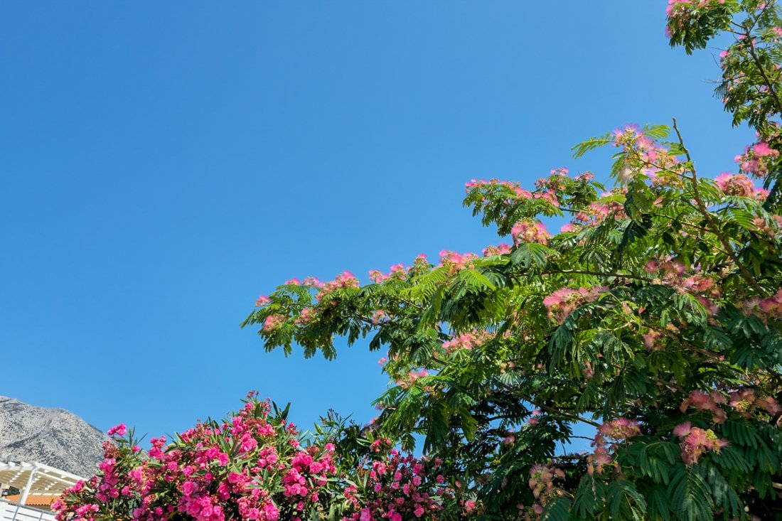 sa_votsalakia_2025_cb (2).jpg