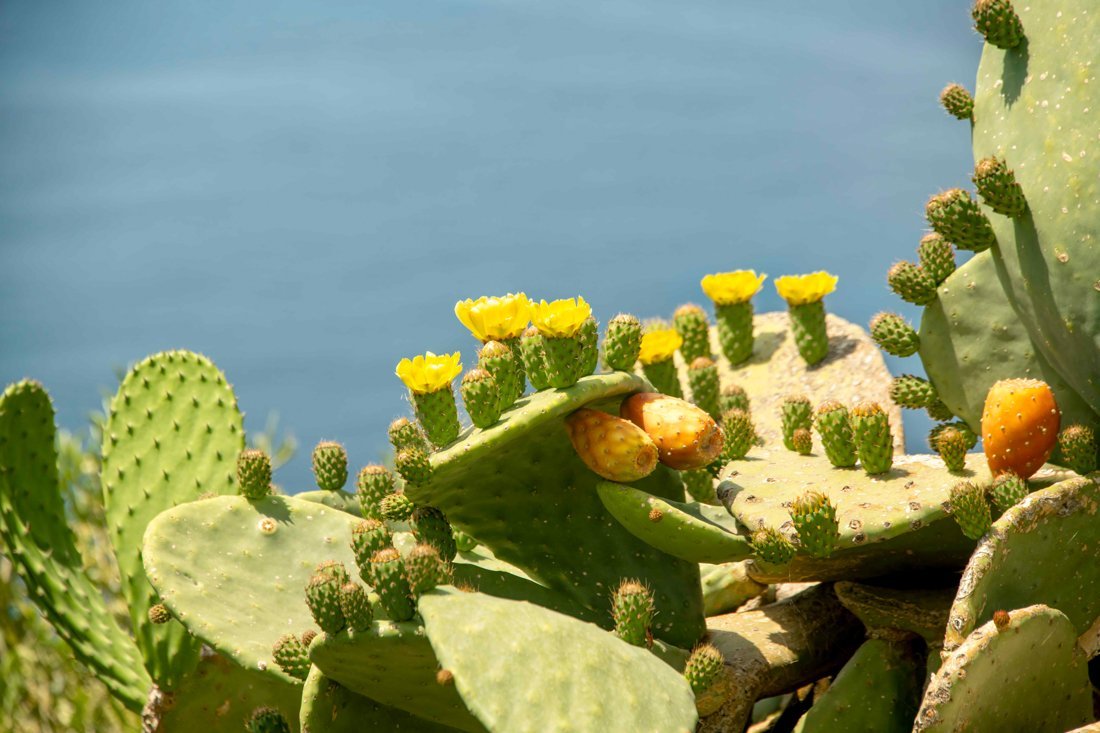 25000431_pe_bloeiende cactus_25_fwjpg.jpg