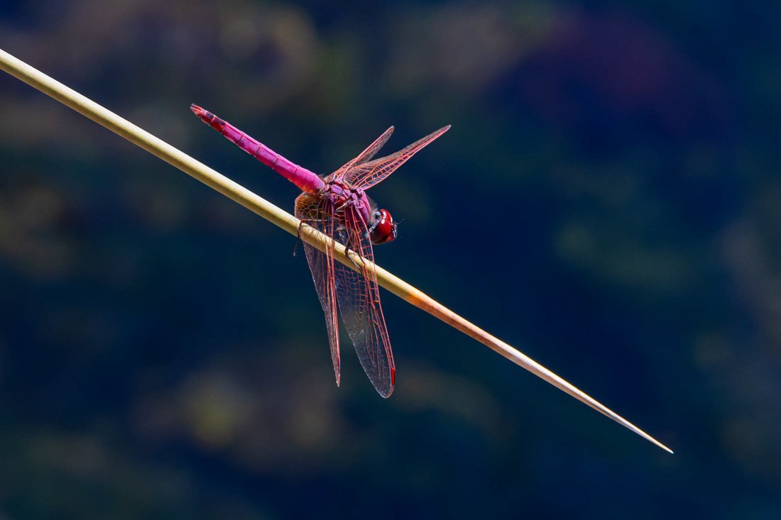 24003874_kf_karavomilos_purperlibel_25_fw.jpg