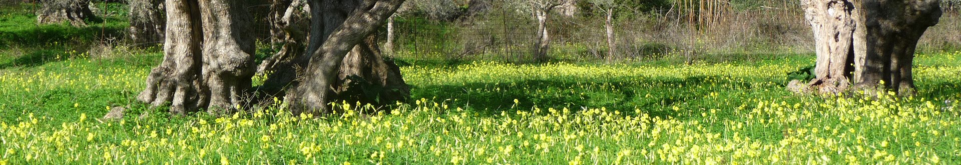 Argiroupolis Griekenland header