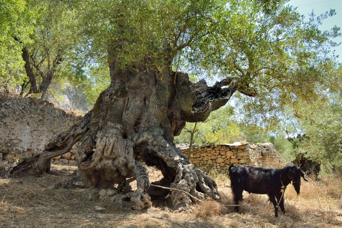 het dorp vasilikos op zakynthos