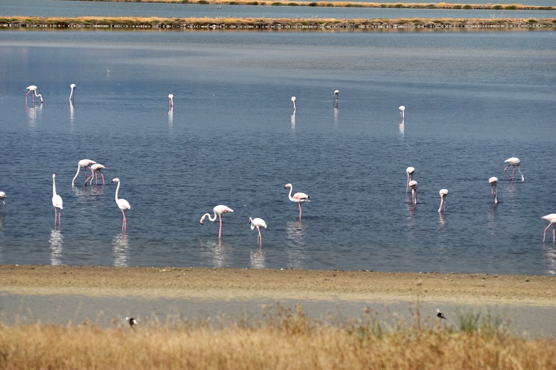 vakantie griekenland, bestemming lesbos