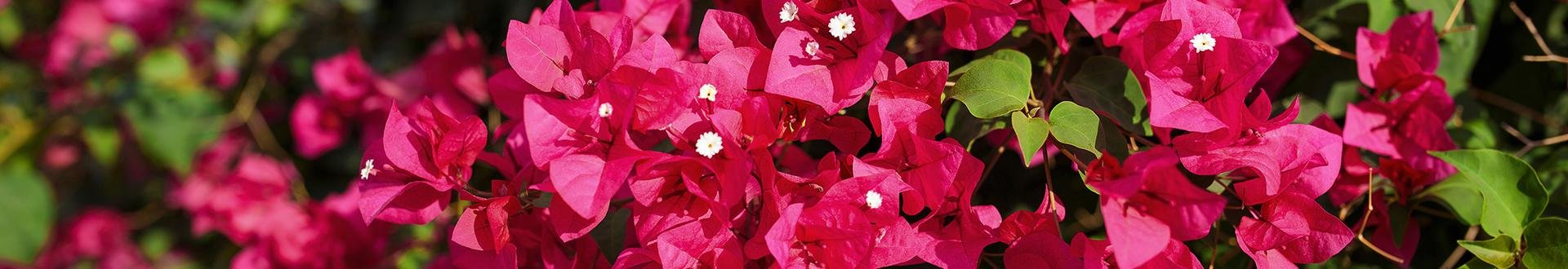 Bloemen op 1 mei Griekenland