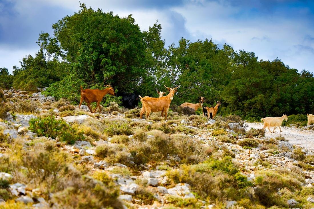 Foto's Gasten Kefalonia